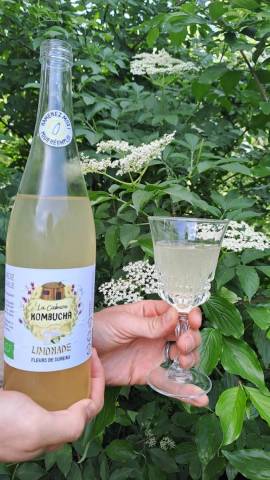 Limonade de fleur sureau